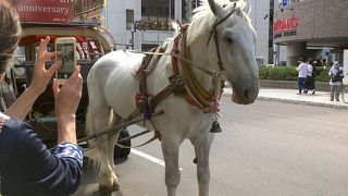 札幌観光幌馬車