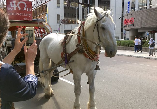 巨大な白馬