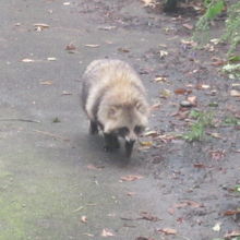 旧総合動物舎内にて、ひっそり、かつ悠々と暮らすエゾタヌキさん