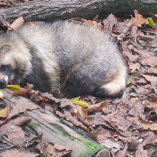 自由に動けなくなってしまったエゾタヌキさんに心が痛みます