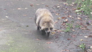 エゾタヌキさんは何処へ…。