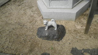 南総里見八犬伝ゆかりの寺