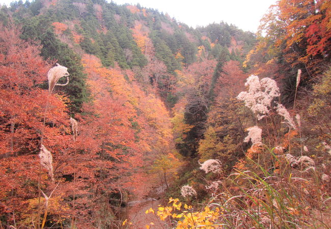 10月下旬辺り紅葉の厚沢部山中の小渓谷