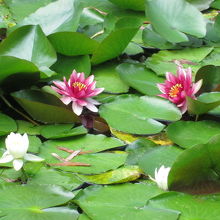 夏はスイレンが咲きます（8月撮影）