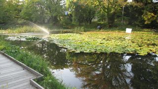 春から夏は花が咲きます