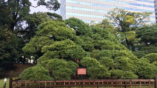 枝の張り出しがスゴい