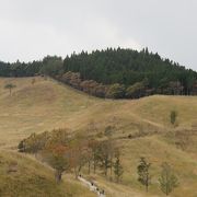 秋は一面黄金色のススキの原