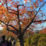 紅葉の最盛期、七五三のお参りの人がいました。