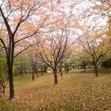 公園内の紅葉した木々が美しい