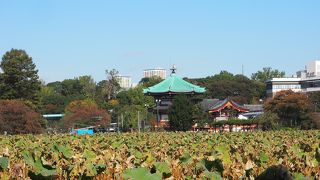 不忍池にうかぶように建つ弁財天は由緒あるものだった