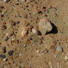 足元を見ると、無数の貝殻が。