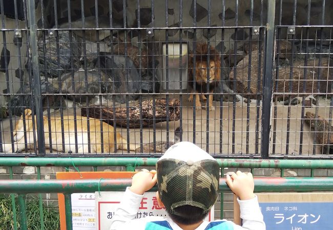 周南市徳山動物園 クチコミ アクセス 営業時間 徳山 周南 フォートラベル