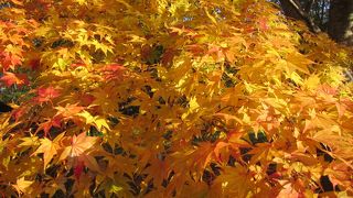 11月初旬に紅葉クライマックス