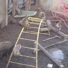 イノシシさんは目立たないので、気付かず通り過ぎる方も多いです