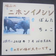 この時点でまだ1歳余りの雌雄ですが、結構大きかったです