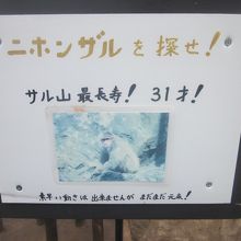 お猿さんの”長老”も探してみて下さいね。