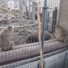 イノシシを見つめるお猿さんは果たして何を思っているんだろう？