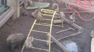 イノシシさんと同居する姿は旭山動物園らしい示唆的な光景だと思います