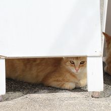 ～地元の猫ちゃんに怪しまれました～