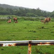 尻屋崎 寒立馬