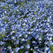 小さくて可愛らしい花でした