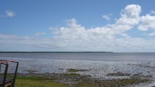 ズグロトサカゲリが見られました。