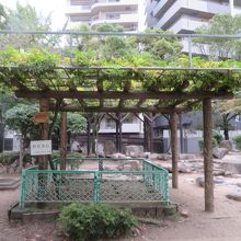 野田藤の藤棚があります