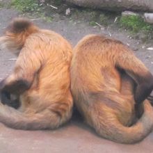 背中合わせでジッとしているクモザルさん達の様子