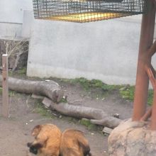 彼らの頭上にはヒーターが！