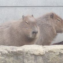 遠巻きにヒーター方向を見つめるカピバラさん。空くの待ってる？