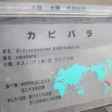 ”水豚”さんは南米生まれ。寒さには弱いんです…。
