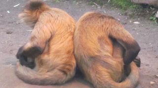 クモザルさんとの行動の類似性に注目！