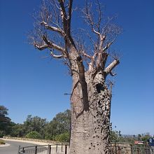 公園内バオバブの木