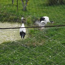 阿寒国際ツルセンター 