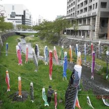 女鳥羽川の鯉のぼり