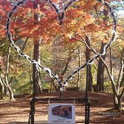 2019/11/16真っ赤な紅葉まではあと数日か