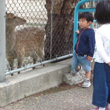 ふれあい動物施設