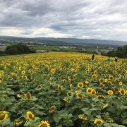 ひまわりの絶景に出会える公園