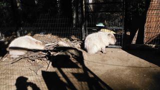 名前通りの小動物園