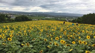 ひまわりの絶景に出会える公園