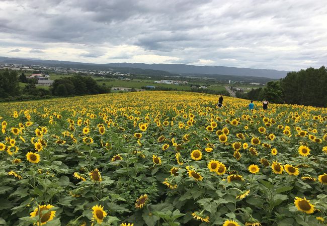 ひまわりの絶景に出会える公園