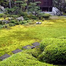 美しい苔の絨毯