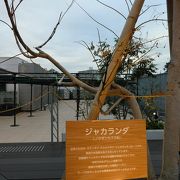 屋上の展望台にジャカランダが。