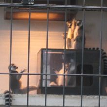 立ち上がって、より近くで暖を取ろうとしている子も…。