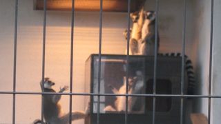 夏季営業期間最終時期のお猿さん達、皆寒そうでした…。