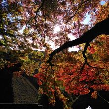 茅葺き屋根と美しい紅葉