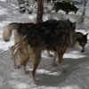 日本では少ないハスキー犬