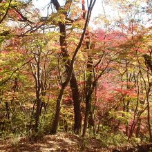 月居城址の紅葉