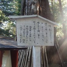 東照宮叶杉説明版