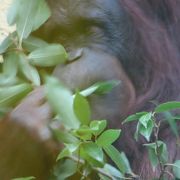 餌をやる時に　工夫をしていました♪　　オランウータン　頭いい！